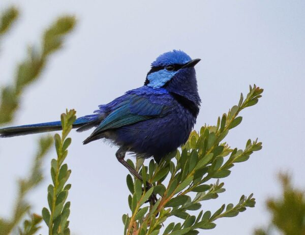 Splendid Fairy-wren