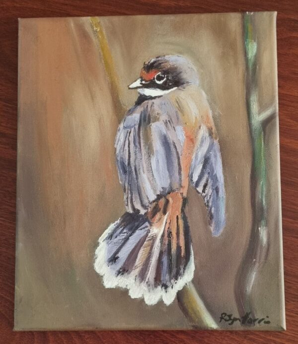 “I’m watching you”- fantail
